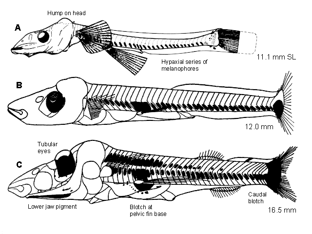 Macropinna microstoma