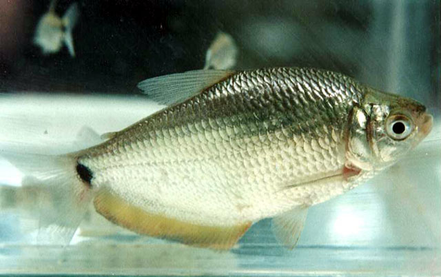 Markiana nigripinnis