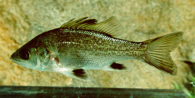 Percalates novemaculeatus