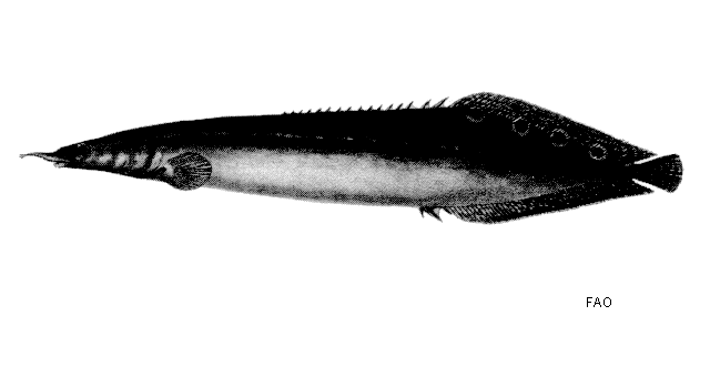 Macrognathus siamensis