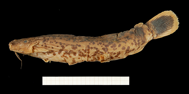 Malapterurus thysi