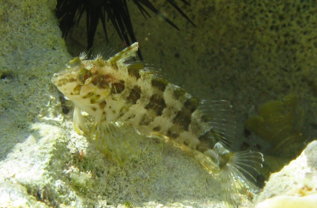 Malacoctenus versicolor