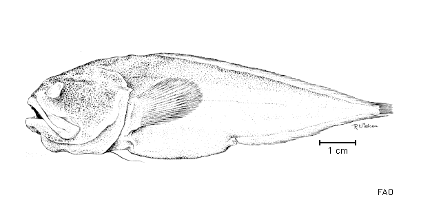 Melodichthys hadrocephalus