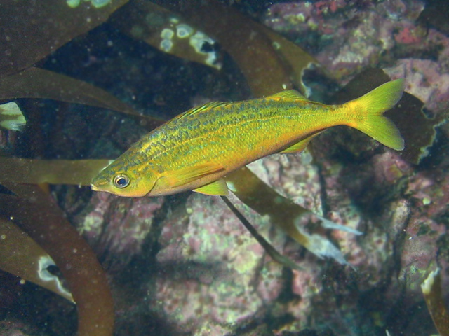 Mendosoma lineatum