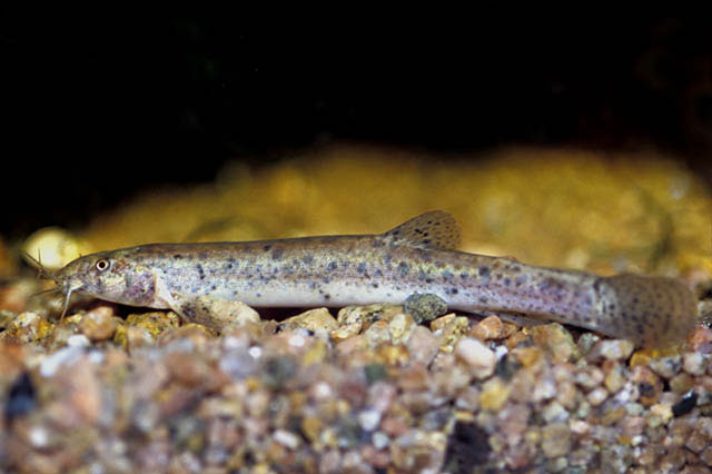 Misgurnus anguillicaudatus