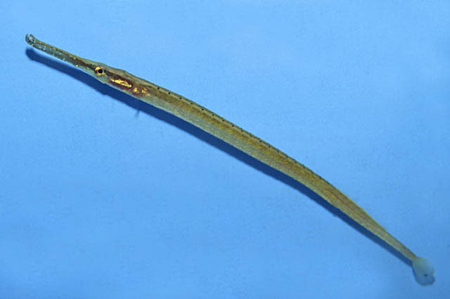 Microphis aculeatus