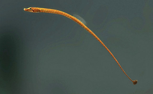 Microphis brachyurus