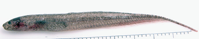 Microsternarchus brevis