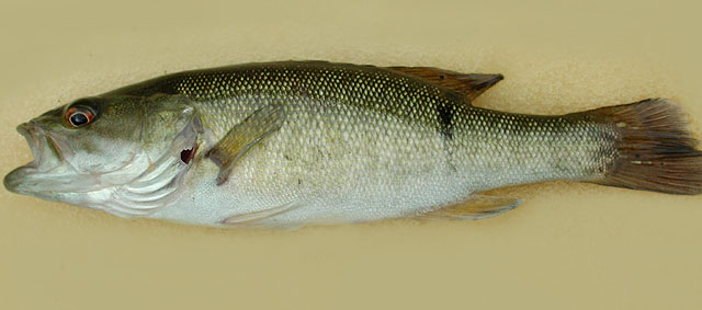 Micropterus cataractae