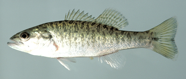 Micropterus cataractae