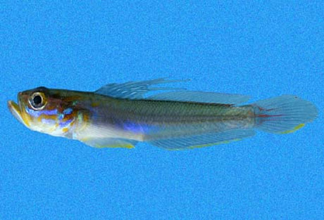 Microgobius crocatus