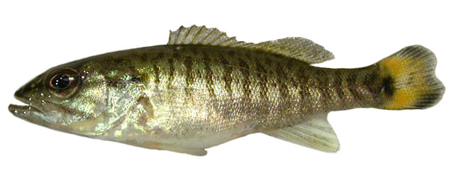 Micropterus dolomieu