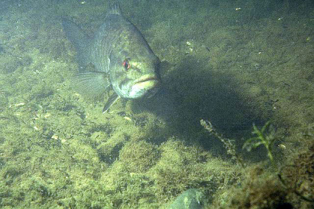 Micropterus dolomieu