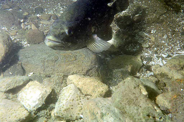 Micropterus dolomieu