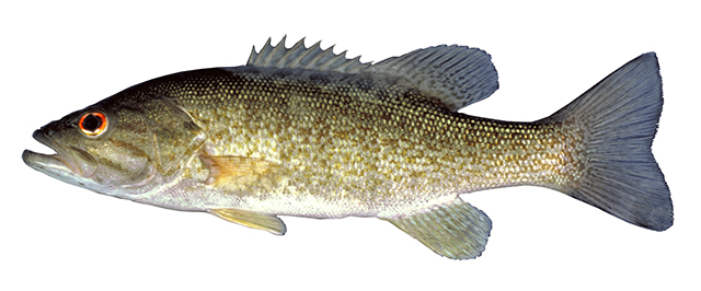 Micropterus dolomieu