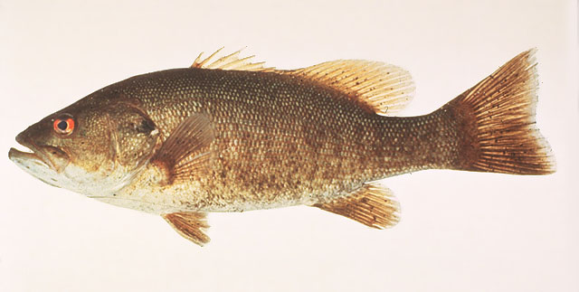 Micropterus dolomieu