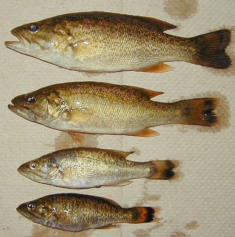 Micropterus dolomieu