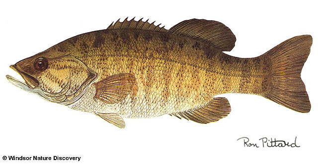 Micropterus dolomieu