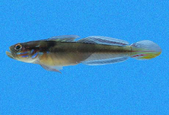 Microgobius emblematicus