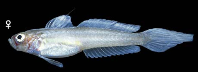 Microgobius erectus