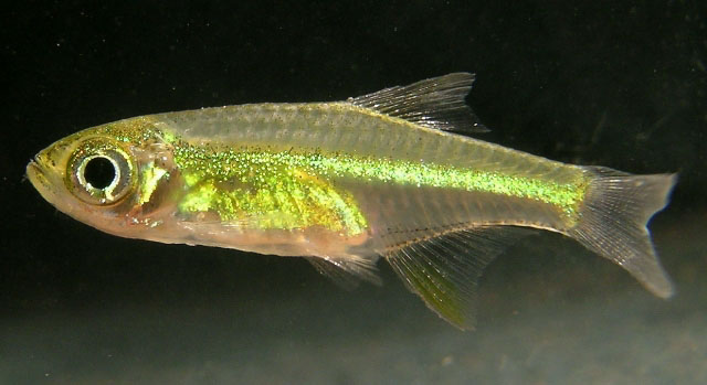 Microdevario kubotai