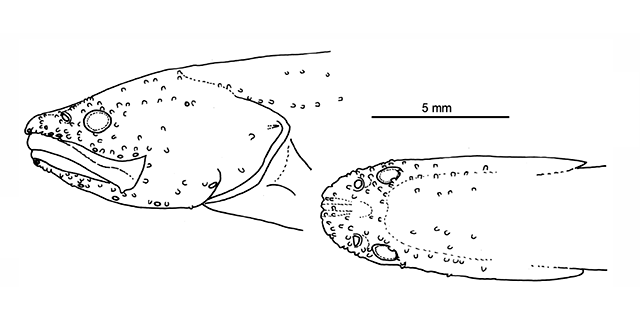 Microbrotula rubra