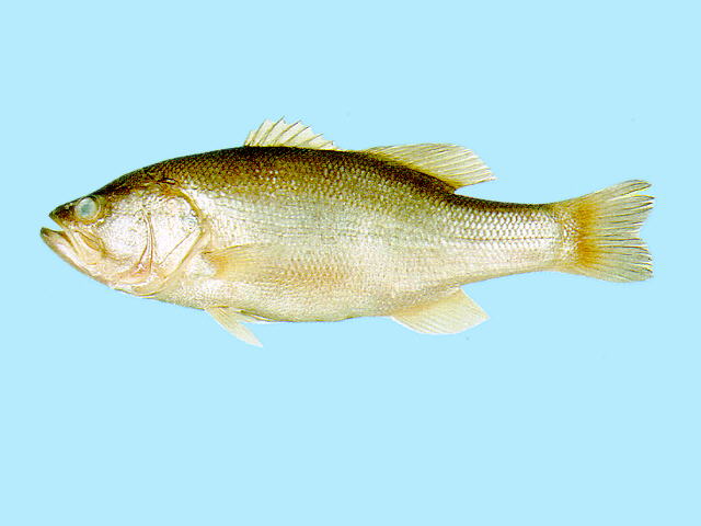 Micropterus salmoides