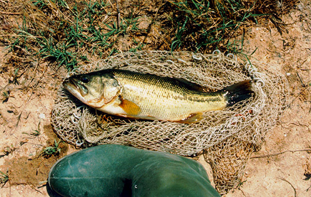 Micropterus salmoides