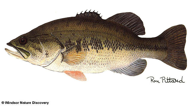 Micropterus salmoides