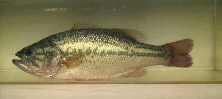 Micropterus salmoides