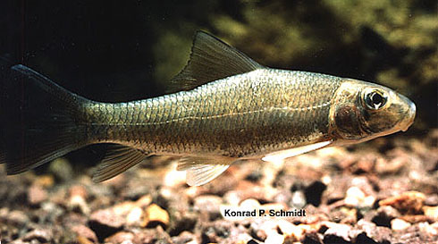 Moxostoma anisurum