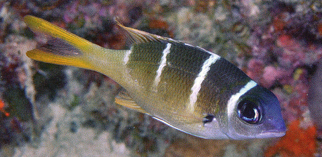 Monotaxis heterodon