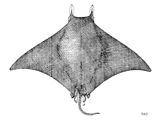 Mobula rochebrunei