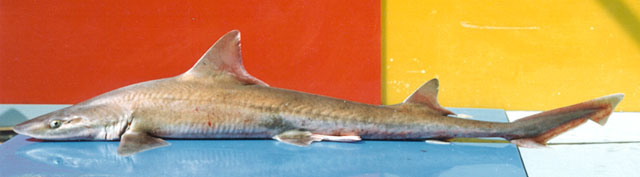 Mustelus lunulatus