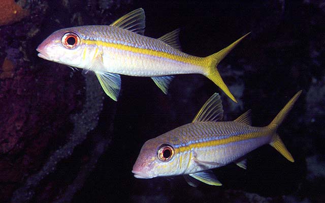 Mulloidichthys martinicus