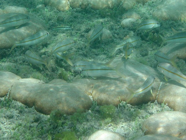 Mulloidichthys martinicus