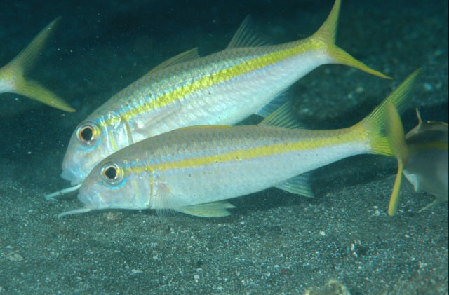 Mulloidichthys martinicus