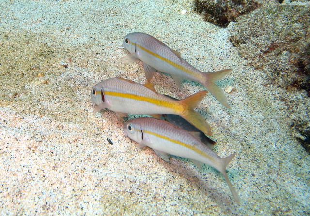 Mulloidichthys martinicus