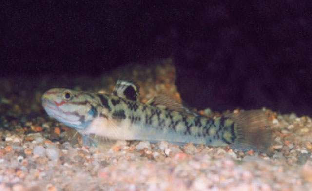 Mugilogobius mertoni