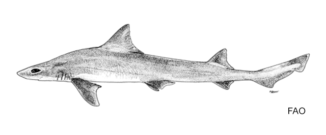 Mustelus minicanis