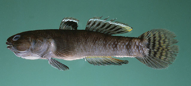 Mugilogobius cavifrons