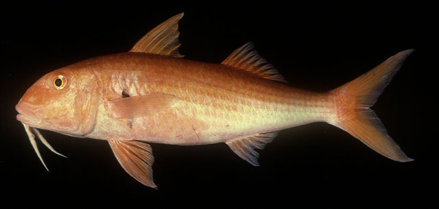 Mulloidichthys pfluegeri