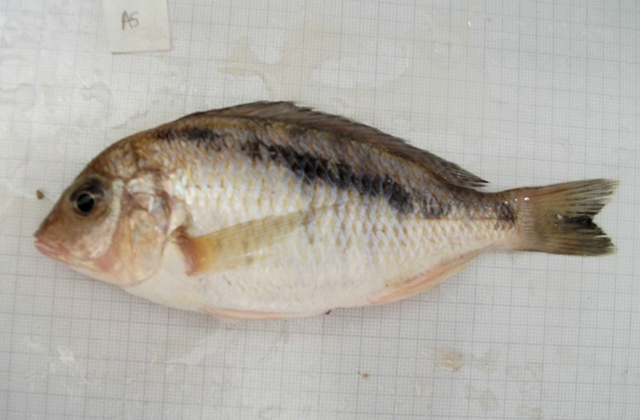 Mylochromis anaphyrmus