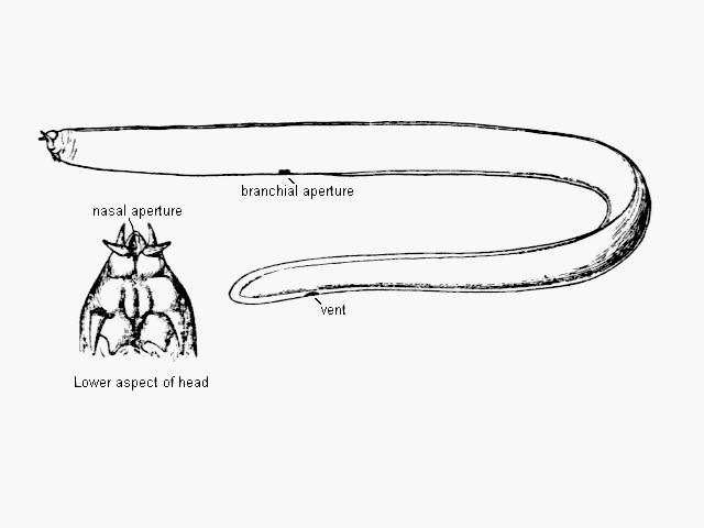 Myxine australis