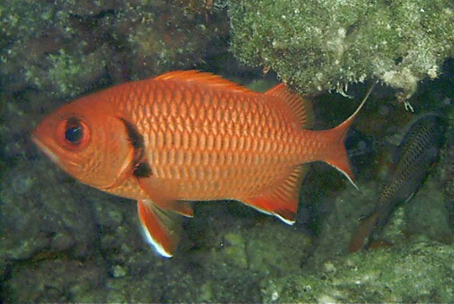 Myripristis berndti