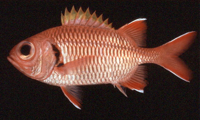 Myripristis berndti