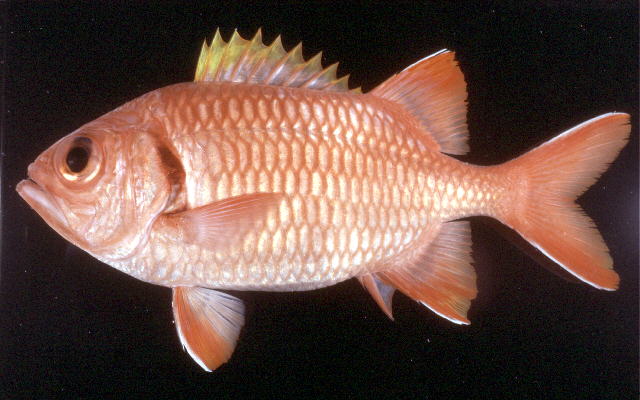 Myripristis berndti