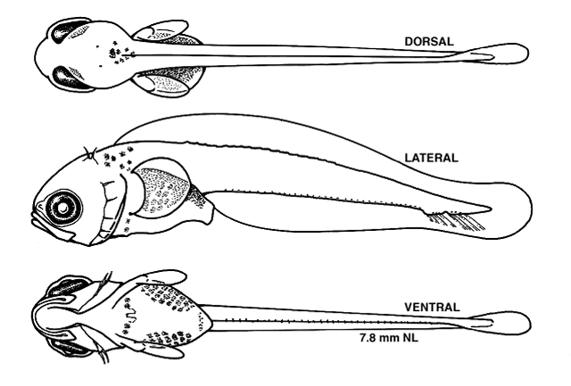 Myoxocephalus octodecemspinosus