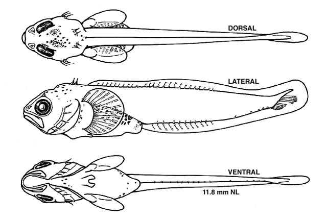 Myoxocephalus octodecemspinosus