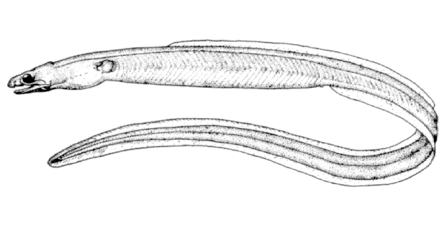 Myrophis platyrhynchus